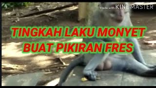 Tingkah Laku Monyet Bikin Ketawa