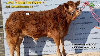 Sapi Termahal di Dunia Saat Ini Dengan Harga 5 Miliar, Luar biasa! - most expensive cow in the world