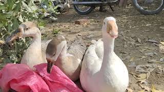 Big duck farming in pakistan | full Documentary |