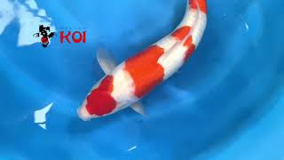 Matsue Kohaku jumbo koi 4 step @Heeschkoi5384