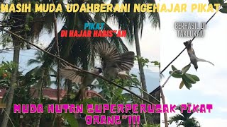 PIKAT KENA HAJAR MUDA HUTAN