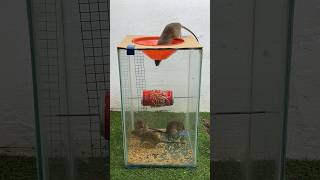 Best mouse trap idea//good rat trap at home 2024 #rattrap #mousetrap #rat #shorts