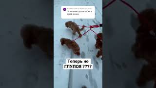 #пудель #собаки #мальтипу #рекомендации #тойпудель #cat #dog #funny #cutedog #топ