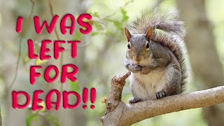 How this squirrel beat the odds!