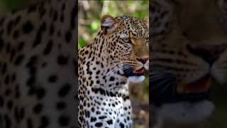 Big Cats | The Most Successful Terrestrial Predators On Earth 😍 #shorts