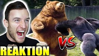 GRIZZLY VS. GORILLA - Wer gewinnt den KAMPF?