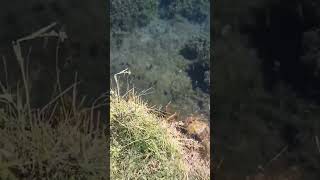 ojito de agua chico Tamazulapam del Progreso Oaxaca