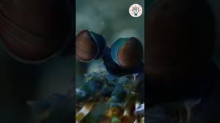 Mantis Shrimp : The Strongest and Fastest Punch in the World | Amazing facts #facts