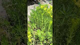 Sedun gold mass plant, #Gangotri #succulent #plants #nature #goldmass #shorts #yt #trending #garden