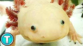 World's Weirdest Animals: Axolotl