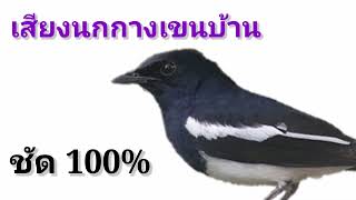 นอนฟังเสียงนกกางเขนบ้าน ชัด100  ยามเย็น1080P HD