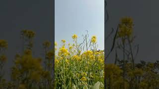 সরিষা ক্ষেতের মন জুড়ানো অপরূপ দৃশ্য। #reels #Excellent #beautiful #Mustard_field #Mustard_flowers