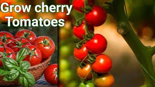 GROW CHERRY TOMATOES in a CONTAINER|Tips for Bumper Harvests