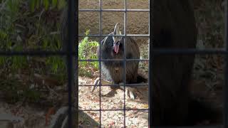 I’ve never seen these birds sit. I hope he was OK #australianbirds #birds #zooanimals #nature #fyp