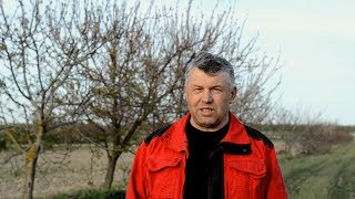 №50 Стиглість грецького  горіха. Твій горіх. Юкал І І