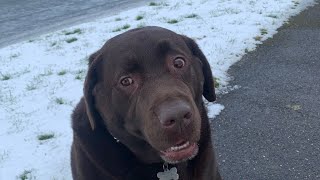 Chocolate Labrador Retriever Bear. Epic fail. #funny.