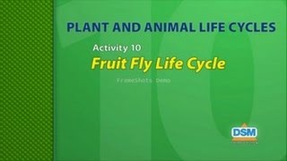 Plant and Animal Life Cycles - Activity 10: Fruit Fly Life Cycle