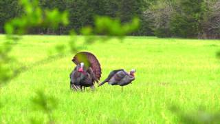 Rehab Field Turkey Hunt Kemper County, MS...