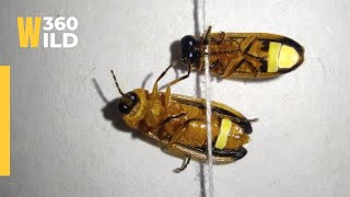 🟡 LIVE | Firefly Male and female amazing light Beauty of Nature