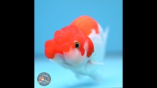 Red White Buffalo Ranchu 4-5 in (241011_RC04)