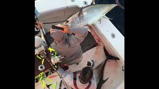 2018 Bigeye Tuna fishing season