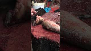 Salver cup sut | Big Silver Carp Fish Cutting | Fish Cutting Skills | Carp Fish Cutting