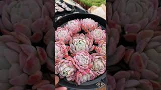 Beautiful Succulent Diy idea#509