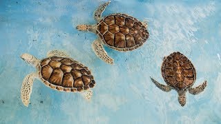 Baby Turtles Song - Turtles swimming in the sea - Kids animal song learn about turtles