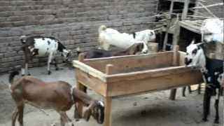 Goat Farm Pakistan