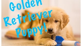 Golden Retriever's First Day Home!!! Picking up Sky!