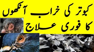 Kabootar ki kharab Aankh ka best ilaaj in urdu hindi | Bird eyes Infection