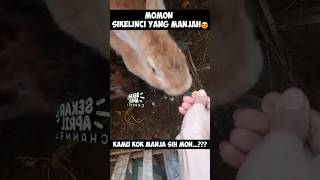 KELINCI MANJAH, MINTA DISUAPIN KANGEN DI PUK-PUK #hiburan