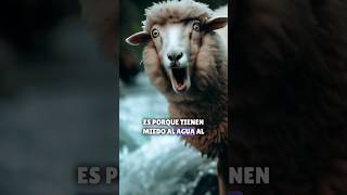 Las ovejas no beben agua en movimiento #animals #viral #shorts #sheep #youtubeshorts #interesting