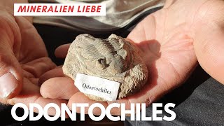 Odontochelys aus Madagaskar - Aus Mineralien Sammlung - Versteinerte Schildkröte