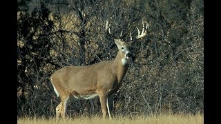 Federal Fusion Handgun, Shotgun and Rifle Hunting Ammunition