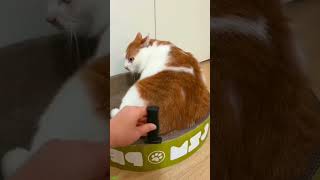 Funny cat videos 🤣📷 #cat #catlover #funnycat #shortvideo #shortsfeed #shorts EPISODE 922