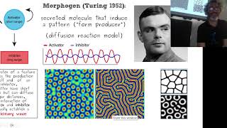 BCS.a_Morphogens. The form producers