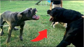 Cane corso le demuestra a Gran Rottweiler Quien es el que Manda|cane Corso vs Rottweiler