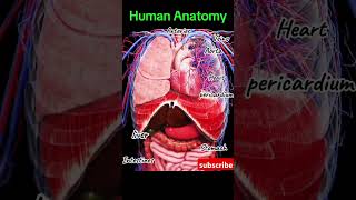 Cardiac Anatomy 3d animation #trendingshorts#shortvideo#shortfeed#trending#heartbeat #humanheart