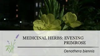 Evening Primrose