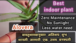 Why Alovera is the best indoor plant ?? | मला नव्याने कळलेले कोरफडीचे काही विशेष गुणधर्म 🪴😍