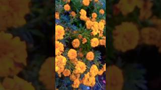 Beautiful Flowers 😍👌🏼#ytshorts #shorts #latamangeshkarsongs #latamangeshkar #trending #viral #latest