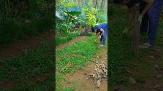 pearl grass റബ്ബർ ഇലകൾ വീണാൽ പ്രശ്നം ആണ് 😱 #gardeningvideos #pearlgrass #garden