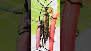 Translation of Musk beetle. #insect #shoryoutube #shorts #short #bee #wildlife #musk #insectsworld