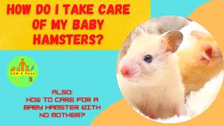 How do I take care of my baby Hamsters? | How do I Care for a Baby Hamster Without its Mother?