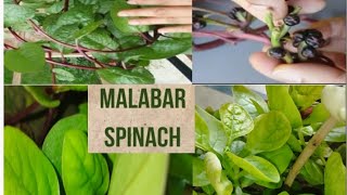 how to grow Malabar spinach// spinach vine/ poi saag 🍃