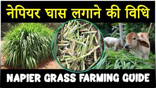 नेपियर घास लगाने की विधि | How to grow Super Napier Grass | नेपियर घास की खेती कैसे करें