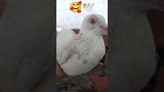 kabutar mare gulel se #kabutar #pigeon #pigeons #g #birds #pigeonpose #h #kabutarbazi