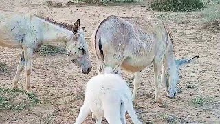 One big  White #Donkey  with young donkey And One Baby Of Donkey They Are Happy