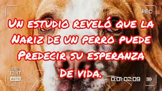 La nariz de un perro puede presidir su esperanza de vida